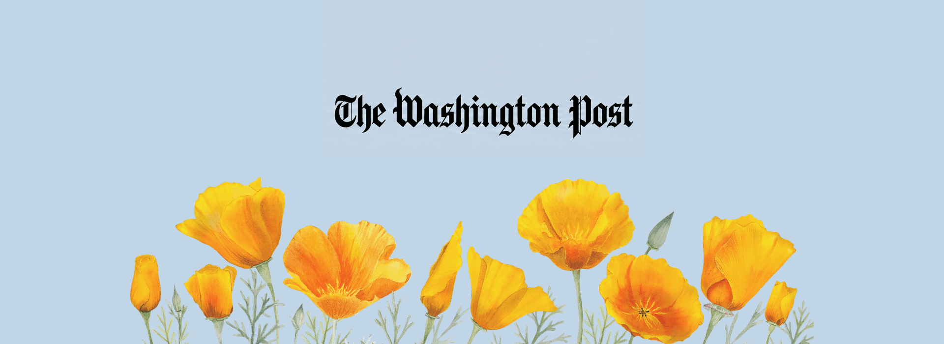 The Washington Post logo above a row of vibrant yellow flowers on a light blue background.