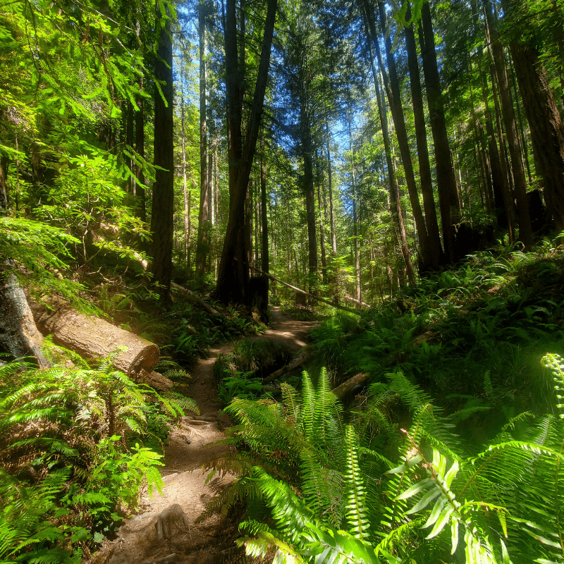 A winding dirt path through a lush, green forest with tall trees and ferns.