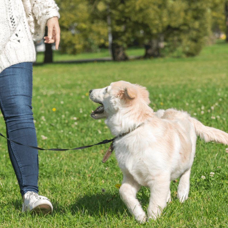 A person walks a happy dog on a leash in a grassy park.