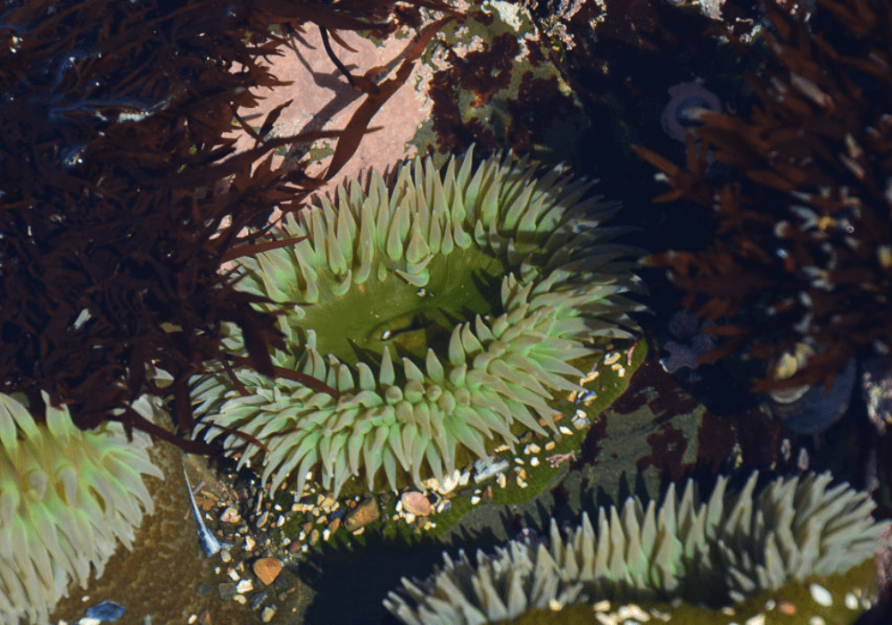 A green sea anemone surrounded by seaweed and rocks in shallow water.