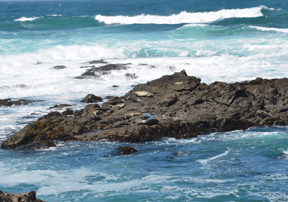 Seals resting on rocky outcrop by the turbulent ocean waves.