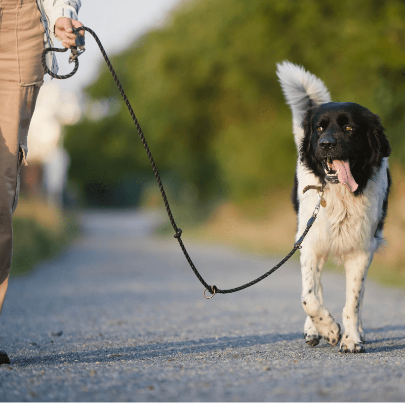 A person walks a dog on a leash along a gravel path.