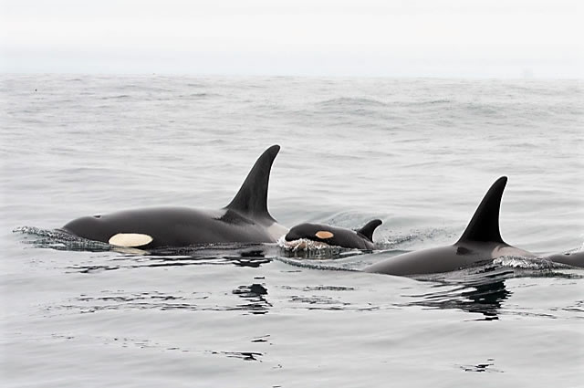 three whales